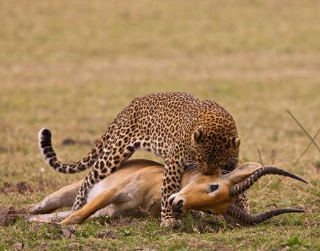 Leopard i Queen Elizabeth Nationalpark som har nedlagt et bytte uganda africa tours