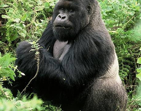 Bwindi Uganda africa tours