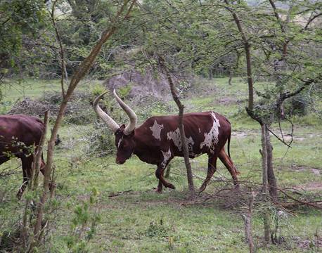 Lake Mburu Uganda africa tours