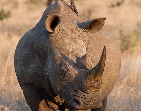 Et næsehorn er der store chancer for at opleve i Krüger National Park, Sydafrika africa tours
