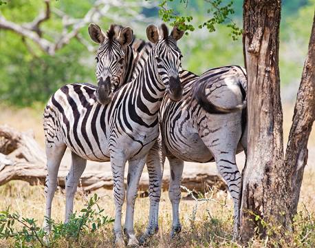 Zebraer, Krüger National Park, Sydafrika africa tours