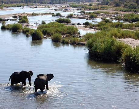 Elefanter krydser floden. Krüger National Park, Sydafrika africa tours