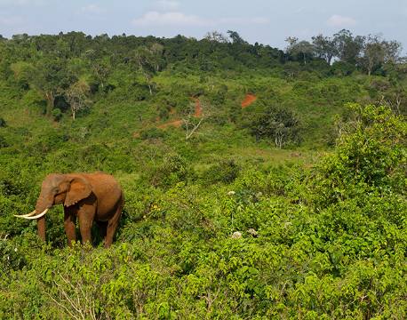 Aberdare højlandet kenya africa tours