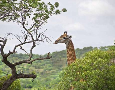 Giraf i Zululand, Sydafrika africa tours