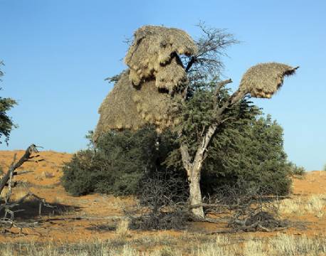 Kgalagadi Transfrontier Park sydafrika africa tours