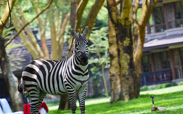 Lake Naivasha Simba Lodge