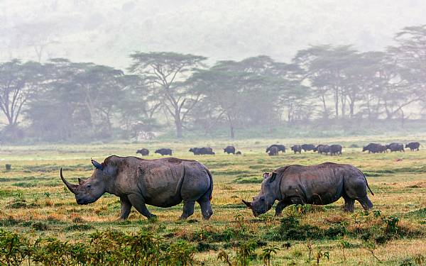 Lake Nakuru nasjonalpark