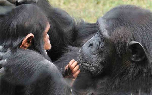Ol Pejeta/Sweetwaters National Park