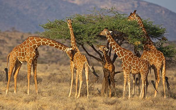 Samburu, Buffalo Springs og Shaba