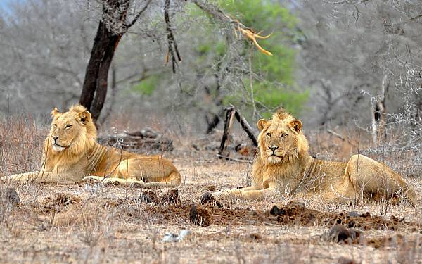 Balule Nature Reserve