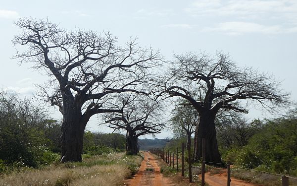 Tsavo nasjonalpark