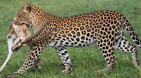 Safarireiser i Afrika